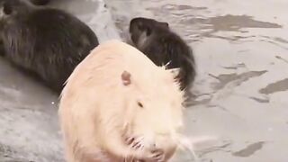Funny animals