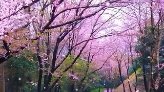 Beautiful view of nature 133