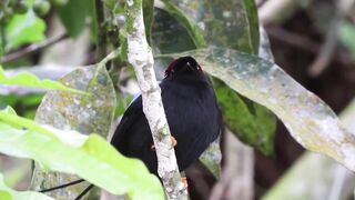 Beautiful Birds |Birds singing|Birds sound