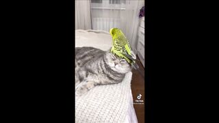 Best funny animal