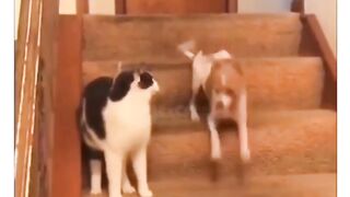 best tiktok compilation!cat fights with dog