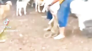 Funny animals