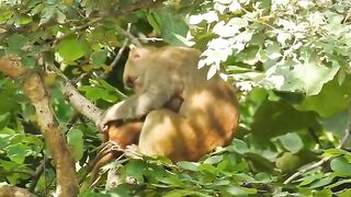Monkey of Animals || Funny Videos