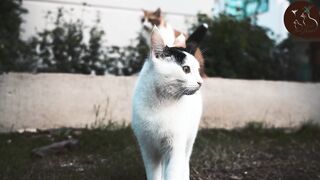 cute & funny cats #05