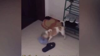 The Funniest Animal Videos and memes