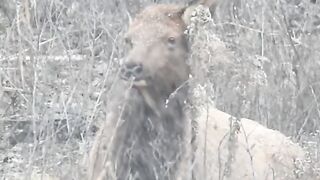 elk cow