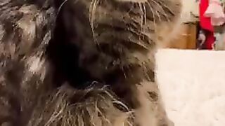 Funny cats 2023