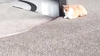 It's time to laugh with adorable cats and kittens...????????