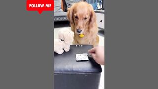 Dogs take medicine, try Bailing | Follow me