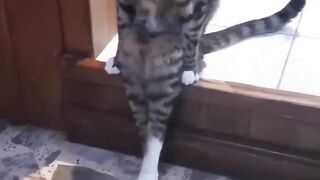 Funny Cat And Dog Compilation