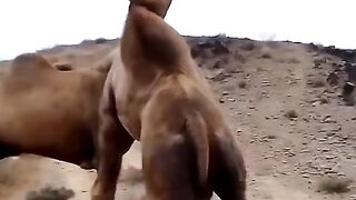 camel fight