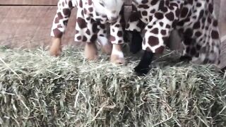 Funny goat kids are playing |cute Love|