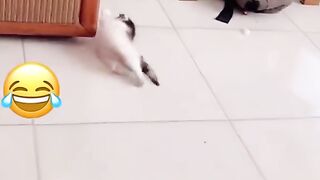 Funny video of cats