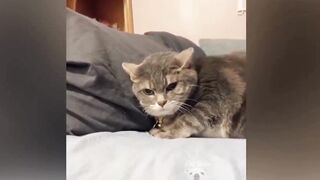 Best Of 2022 - Top Funny Pet Videos - TRY NOT TO LAUGH - Part 2