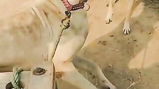 Shorts video