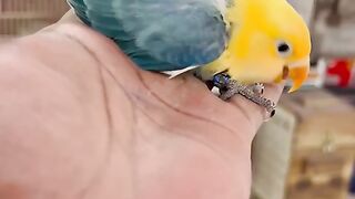 Parblue opline chick beauty