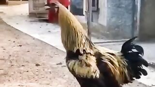 Funny