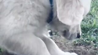 Funny puppy