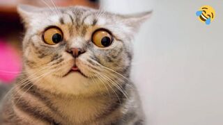 Funny cats and dogs