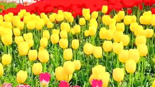 Visit the most flowers paradies in the world.