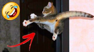 Funniest-Animal-Moments-2023-Funniest-Ca