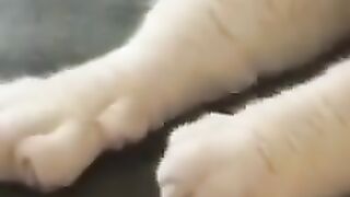 Dogs and cats funny