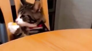 So funny cats