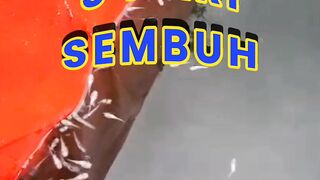 3 Hari SEMBUH❗Cara MENGOBATI penyakit KARAT pada bibit lele