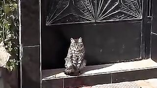 Trying to Save a Cat with an Almost Amputated Leg. #RescuedCat