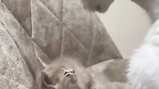 A kitten asked for cleaning from her adoptive Dad.