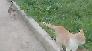 The beginning of the new year 2026, the stray cats