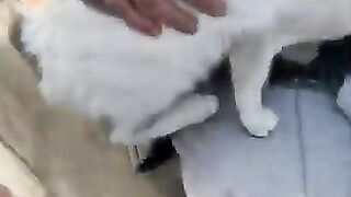 The baby and the stray cat almost fought to get the lady's hug