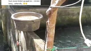 Salah BELI jenis & Ukuran pakan pelet BEGINI JADINYA❗Tonton video ini dulu