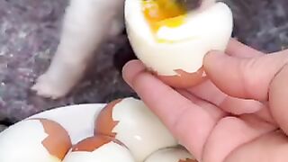 This puppy has zero manners ????