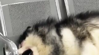 TINGKAH LUCU ANJING MENANGIS