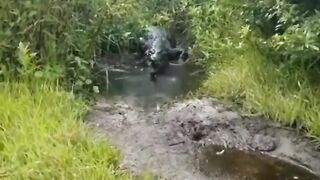 TERNYATA INI SUARA BUAYA DARI DEKAT !!