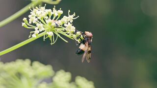 travelite - id | Trending HD Video 269