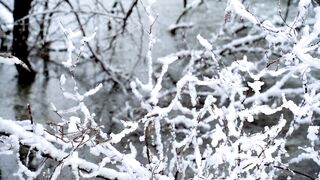 Winter solstice - snow covered branches of a tree in the middle of a river | Trending HD Video
