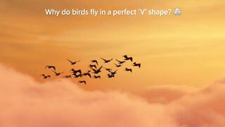 Why Birds Fly in a “V” Shape