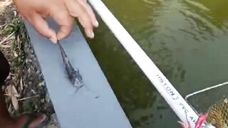 Tidak SEMUA ikan lele COCOK dengan SYSTEM KOCOR❗Ini Buktinya