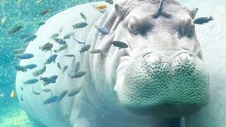 Fakta Unik: Kuda Nil Ternyata “Membeku” di Dalam Air