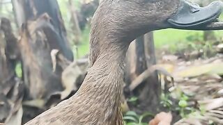 wkwkkw mau ngatain dosa ga ?