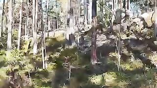 Buster's Rock #mainecoon #cats