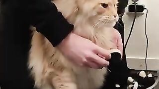 Buster's Boots #mainecoon #cat #snow