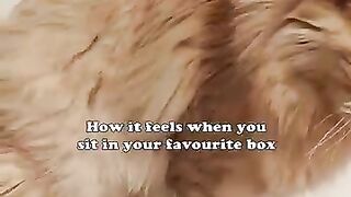 Buster Loves That Feeling #mainecoon #cat