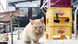 The island kittens are cute.