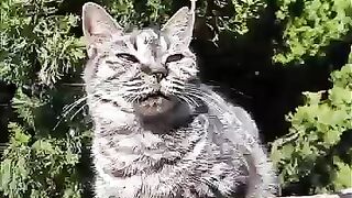 The island cats sometimes stick their tongues out, which is so cute.