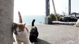 A world where there is a cat at the bottom of the stairs