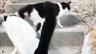 I went to the lighthouse with the island's cats.