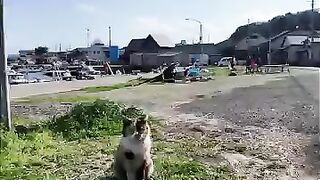 The calico cat I met on the island's street was just too cute!